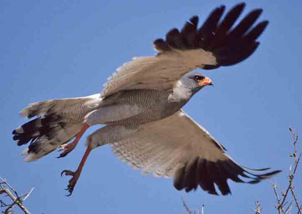 Pale Chanting Goshawk-2nd image