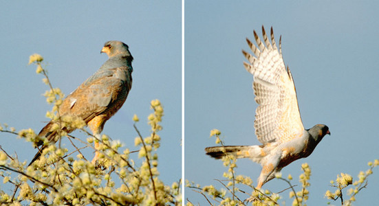 Pale Chanting Goshawk-immature