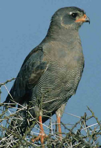 Dark Chanting Goshawk