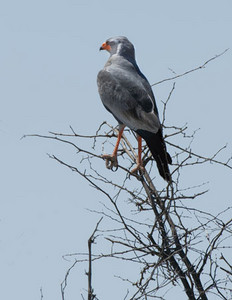 Dark Chanting Goshawk