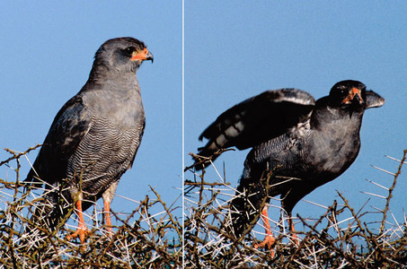 Dark Chanting Goshawk