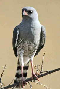 Gabar Goshawk