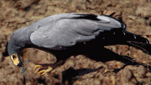 Gymnogene
