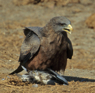 Yellowbilled Kite