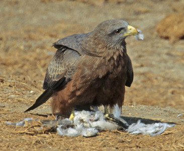 Yellowbilled Kite