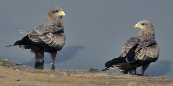 Yellowbilled Kite