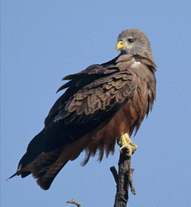 Yellowbilled Kite