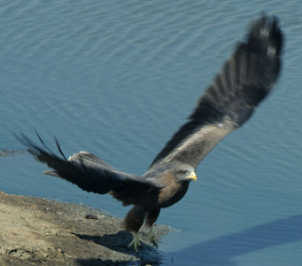 Yellowbilled Kite