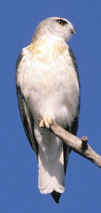 Blackshouldered Kite