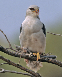 Blackshouldered Kite