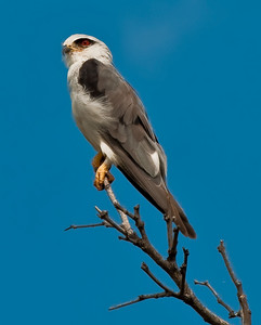 Blackshouldered Kite