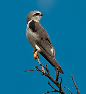 Blackshouldered Kite