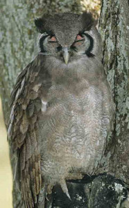 Verreaux's Eagle Owl