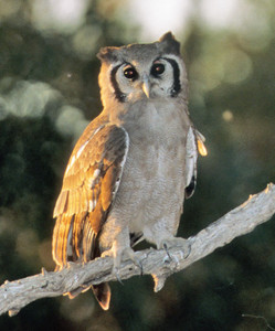 Giant Eagle Owl