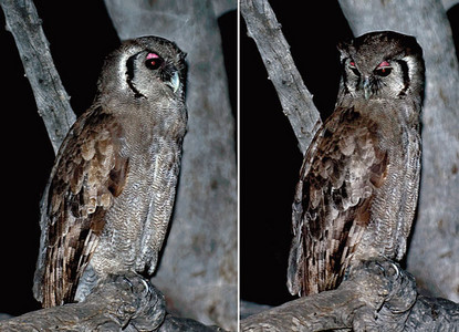 Giant Eagle Owl