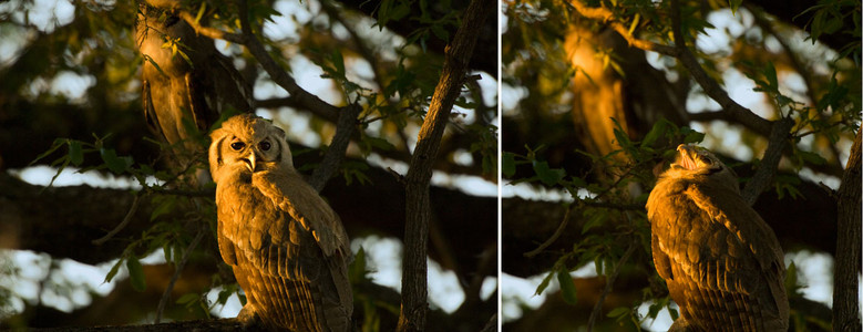 Giant Eagle Owl