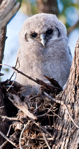 Giant Eagle Owl