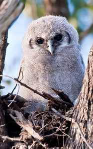 Giant Eagle Owl