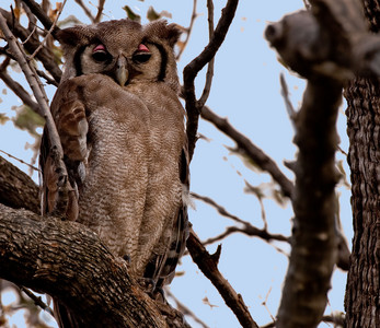 Verreaux's Eagle Owl