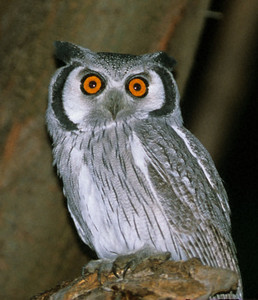 Whitefaced Owl