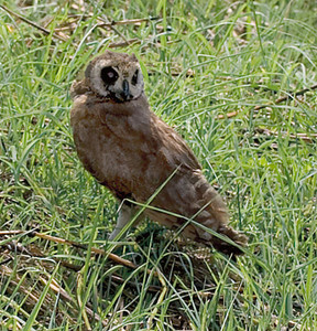 Marsh Owl: