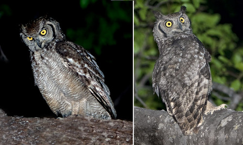 Spotted Eagle Owl