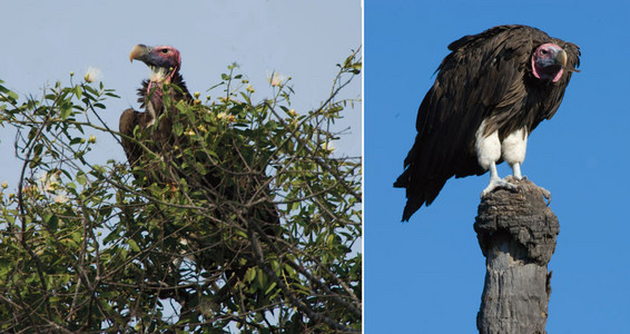 Lappet-Faced Vultures-2 images