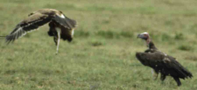Tawny Eagle vs. Lappetfaced Vulture-1st image