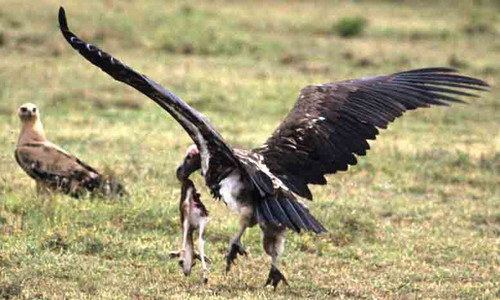 Tawny Eagle vs. Lappetfaced Vulture-2
