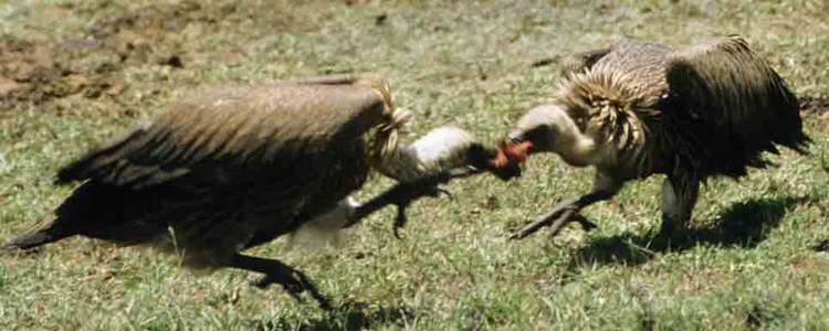 Tawny Eagle vs. Lappetfaced Vulture-3