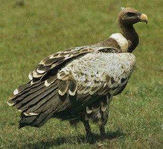 Ruppell's Vulture