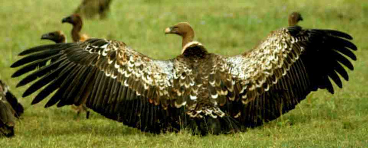 Ruppell's Vulture