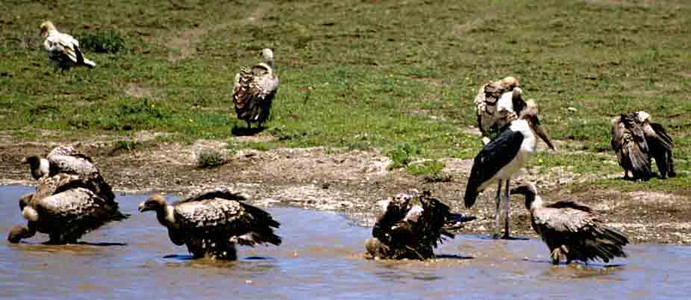 Ruppell's Vulture