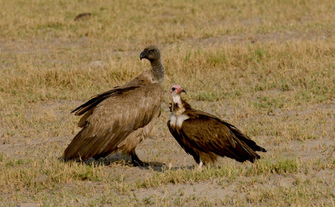 Whitebacked Vulture (alongside small Hooded vult.)