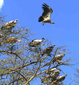 Whitebacked Vultures