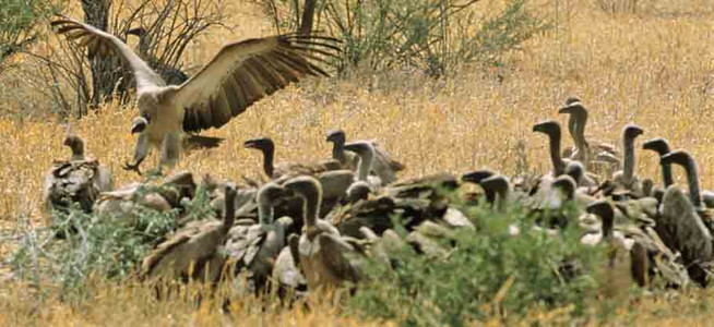 Whitebacked Vultures