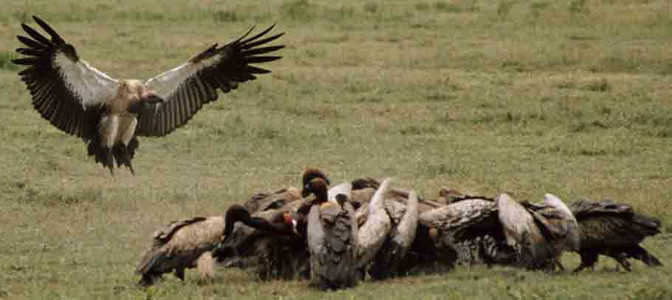 Whitebacked Vultures