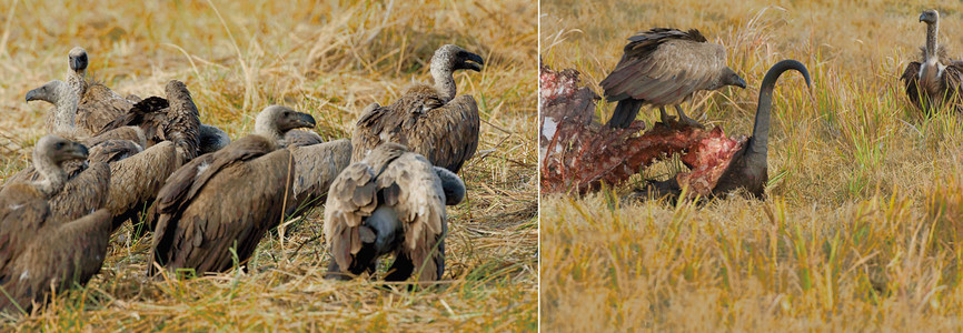 Whitebacked Vultures