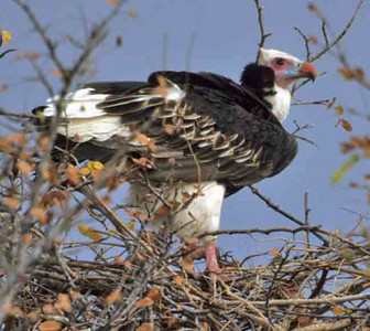 Whiteheaded Vulture