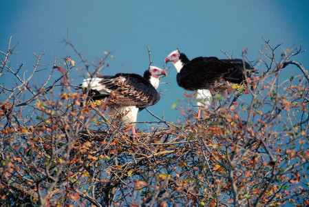 Whiteheaded Vultures