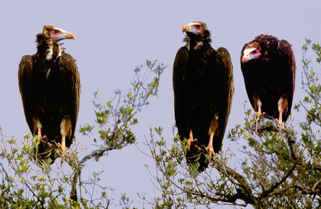 Whiteheaded Vultures