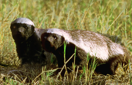 Honey Badgers