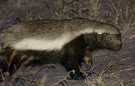 Honey Badger