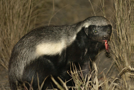 Honey Badger