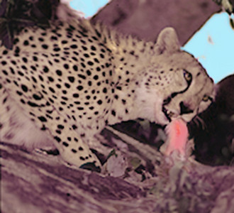 Cheetah