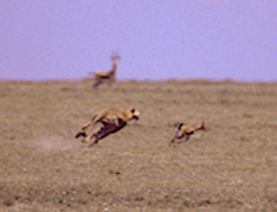 Cheetah