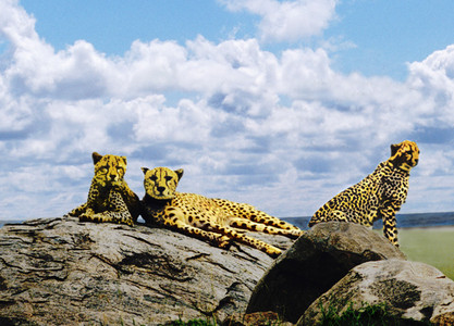 Cheetah