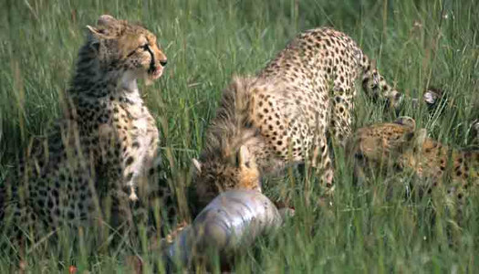 Cheetah feeding Cubs