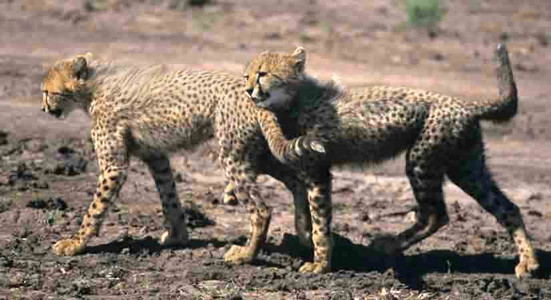 Cheetah Cubs