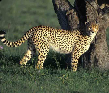 Cheetah